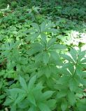 Veronicastrum sibiricum. Побеги. Москва, ГБС РАН. 08.07.2011.