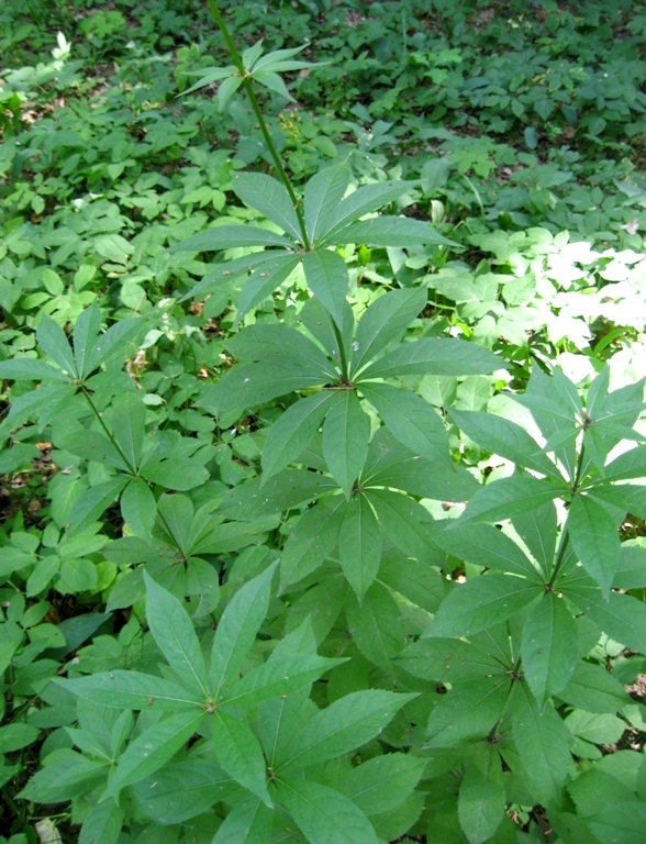 Изображение особи Veronicastrum sibiricum.