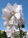 Malva moschata