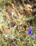 Delphinium paniculatum. Верхушка растения с цветком и зрелыми, раскрывшимися плодами. Украина, Донецкая обл., Артемовский р-н, окр. с. Дроновка. 6 августа 2011 г.