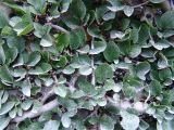 Rhamnus microcarpa