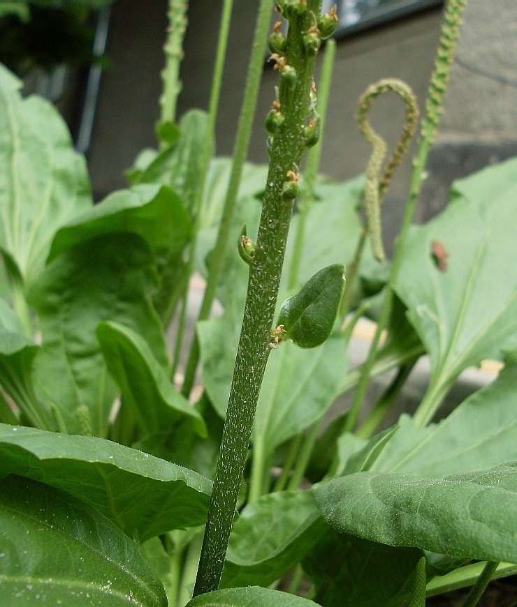 Image of Plantago major specimen.