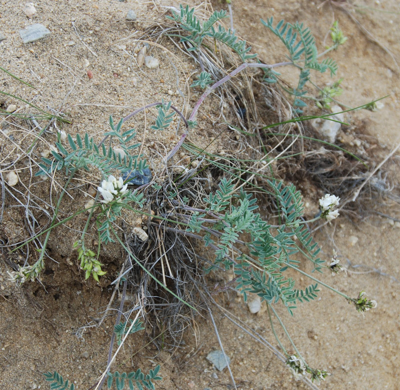 Изображение особи Astragalus olchonensis.