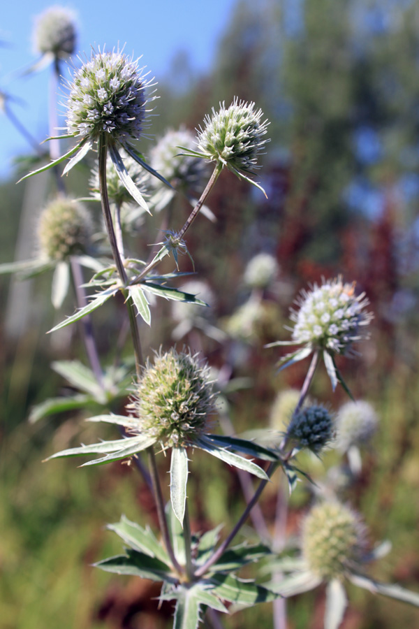 Image of Eryngium planum specimen.