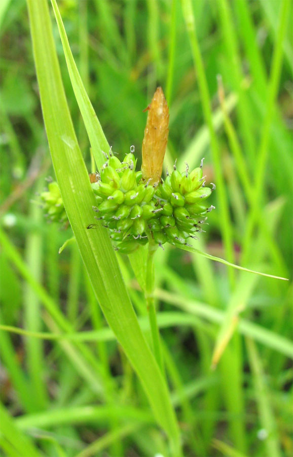 Изображение особи Carex pallescens.