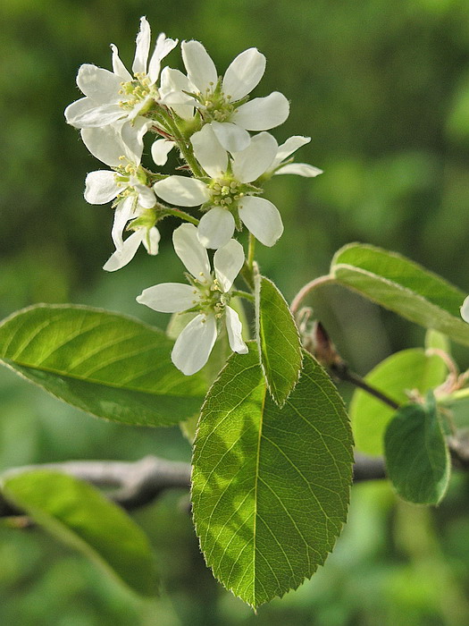 Image of Amelanchier spicata specimen.