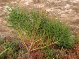 Salicornia borysthenica
