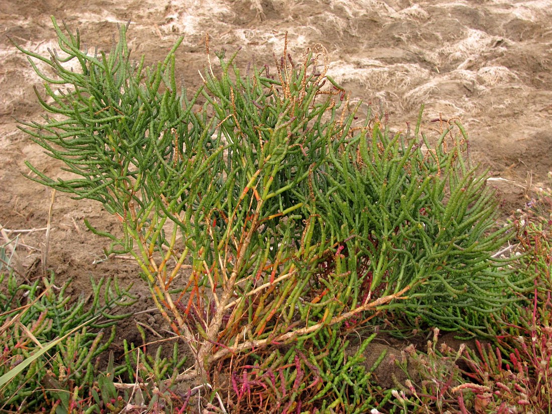 Изображение особи Salicornia borysthenica.