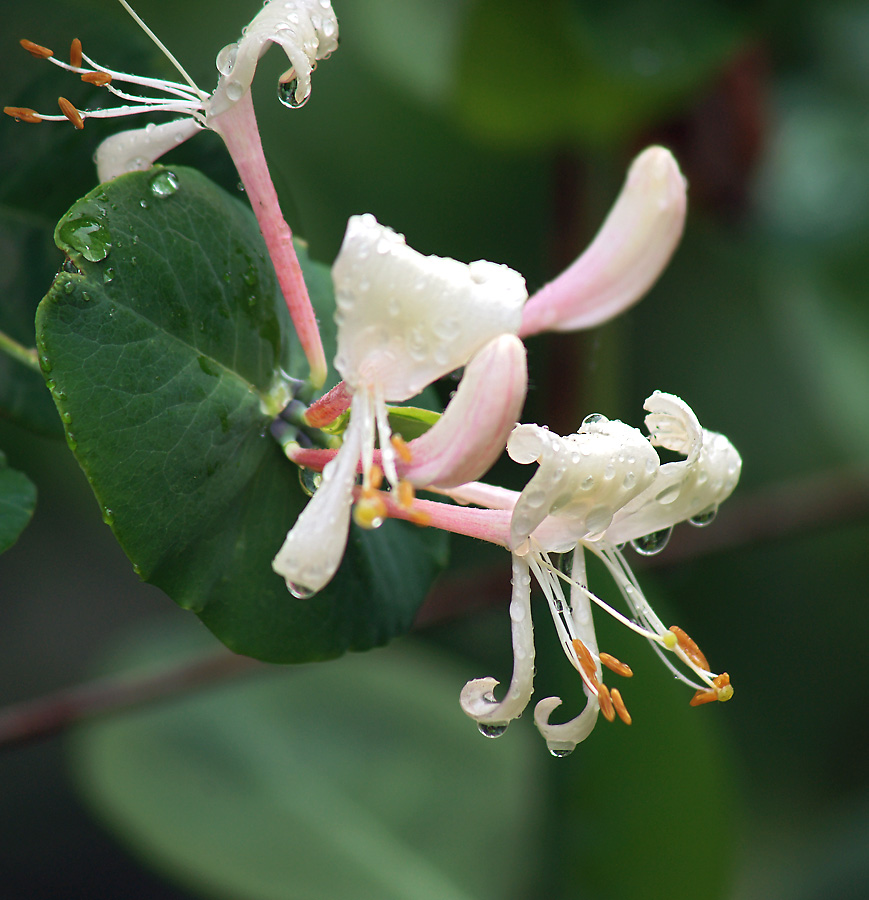 Image of Lonicera caprifolium specimen.