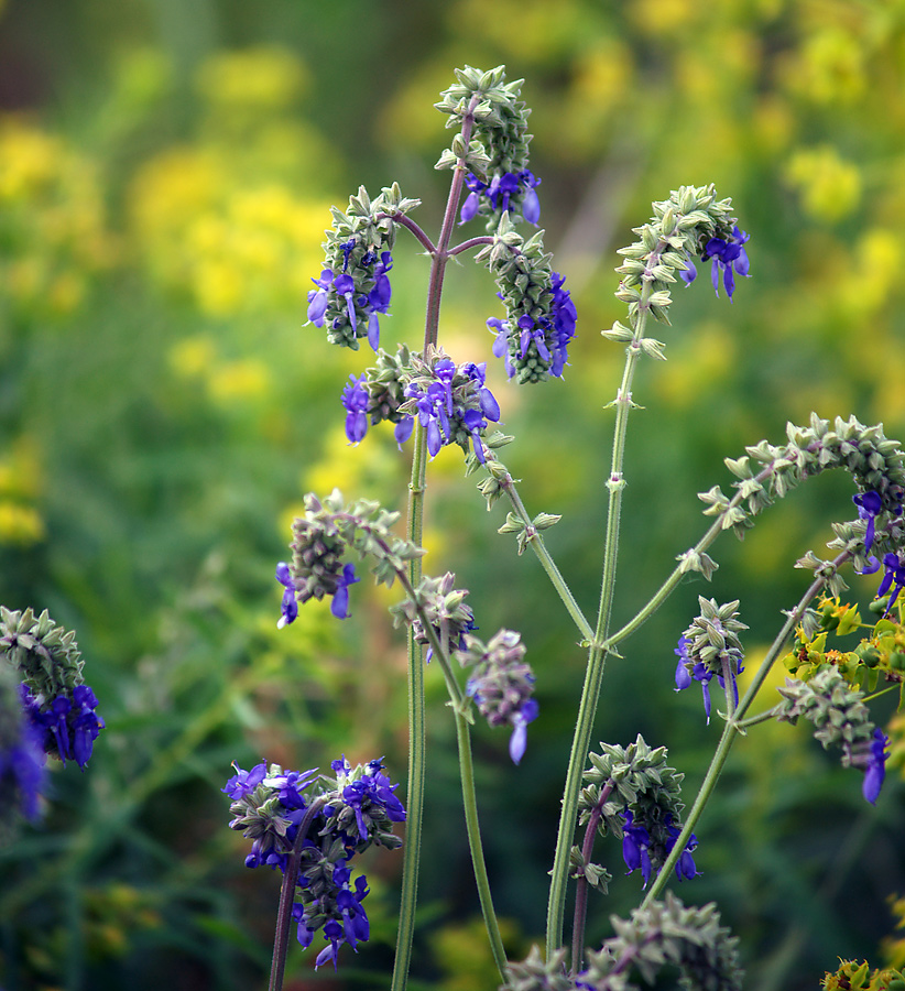 Изображение особи Salvia nutans.