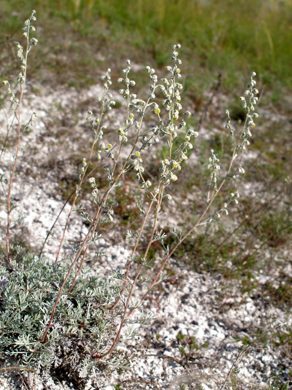 Изображение особи Artemisia hololeuca.