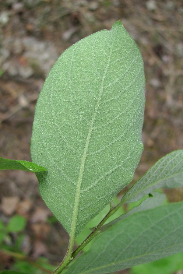 Изображение особи Salix &times; coriacea .