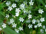 Stellaria graminea