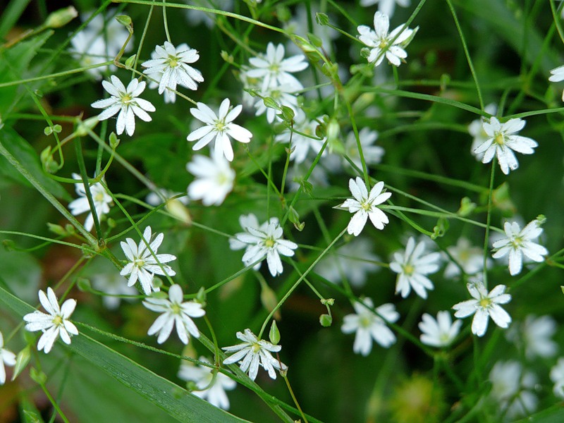 Изображение особи Stellaria graminea.