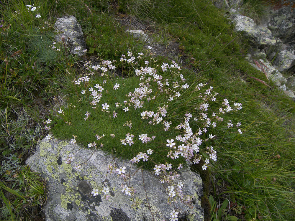 Изображение особи Gypsophila tenuifolia.