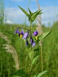 Solanum dulcamara