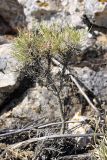 Astragalus inaequalifolius