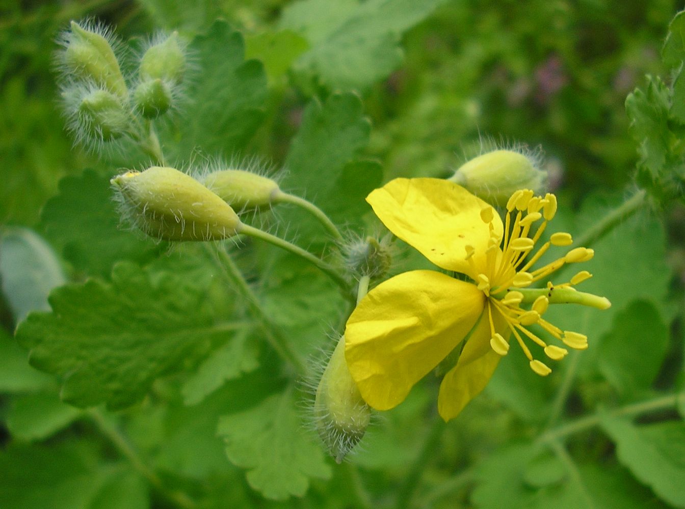 Изображение особи Chelidonium majus.