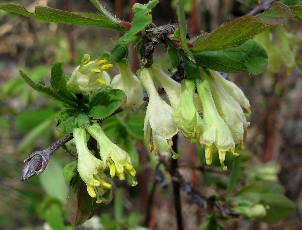 Image of Lonicera altaica specimen.