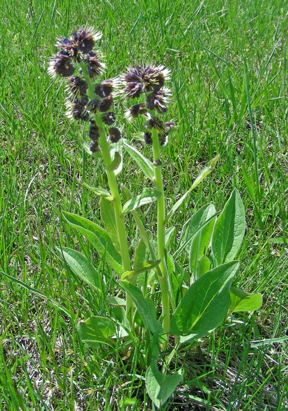 Изображение особи Solenanthus circinnatus.