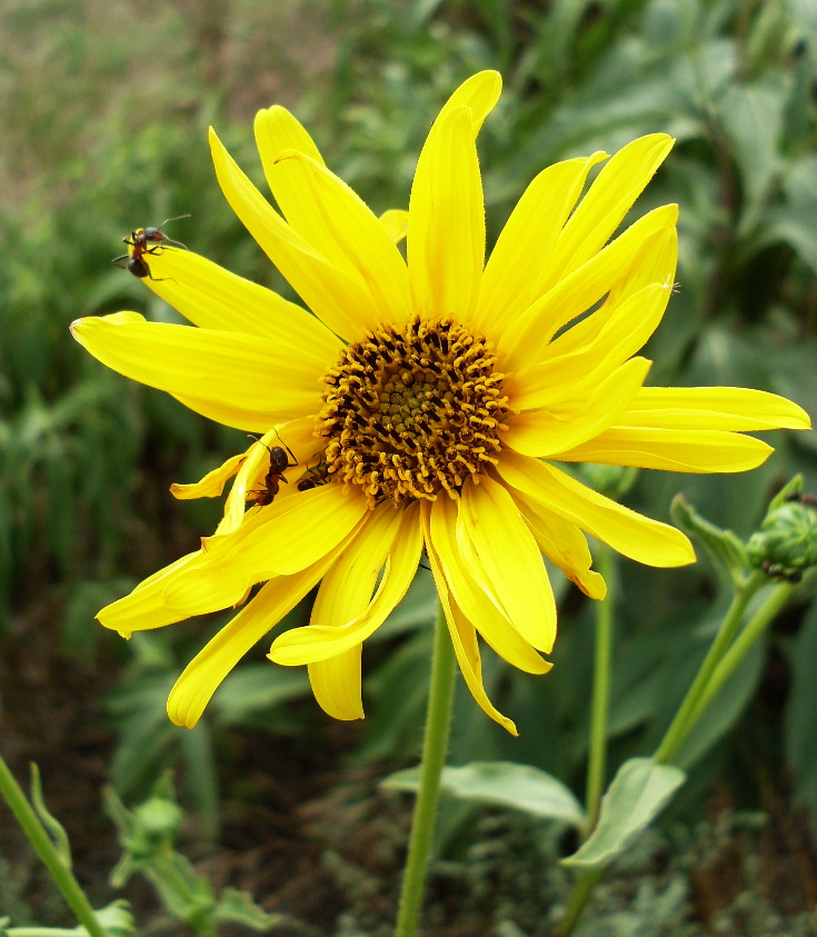 Image of genus Helianthus specimen.