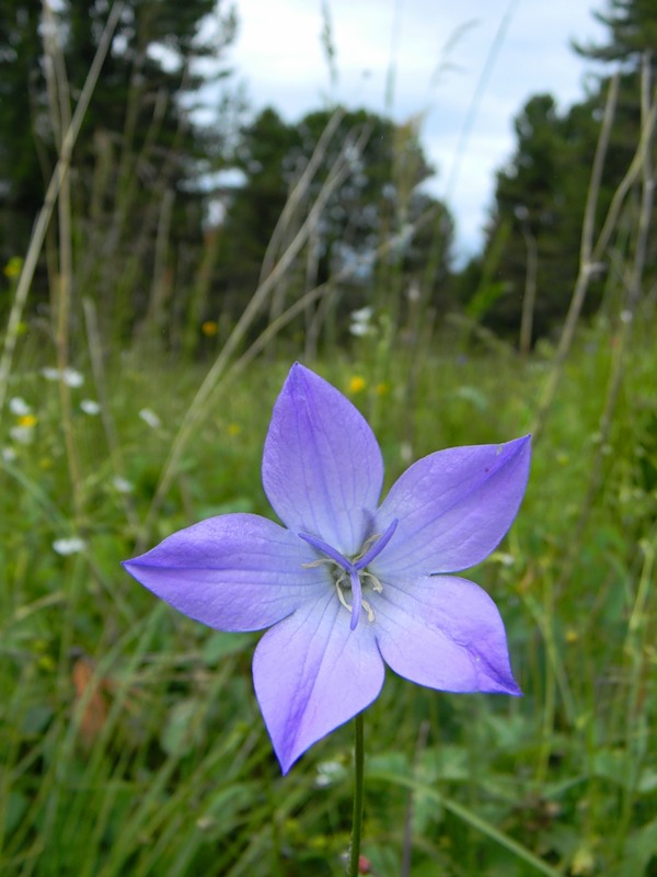 Изображение особи Campanula altaica.