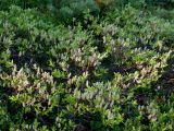 Salix pulchra
