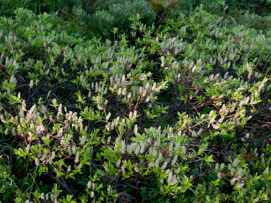 Image of Salix pulchra specimen.