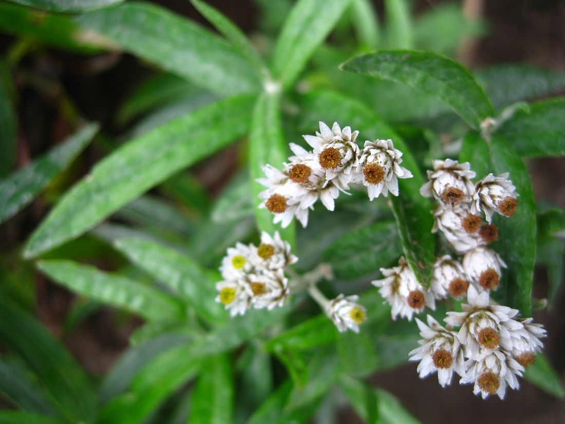 Image of Anaphalis margaritacea specimen.