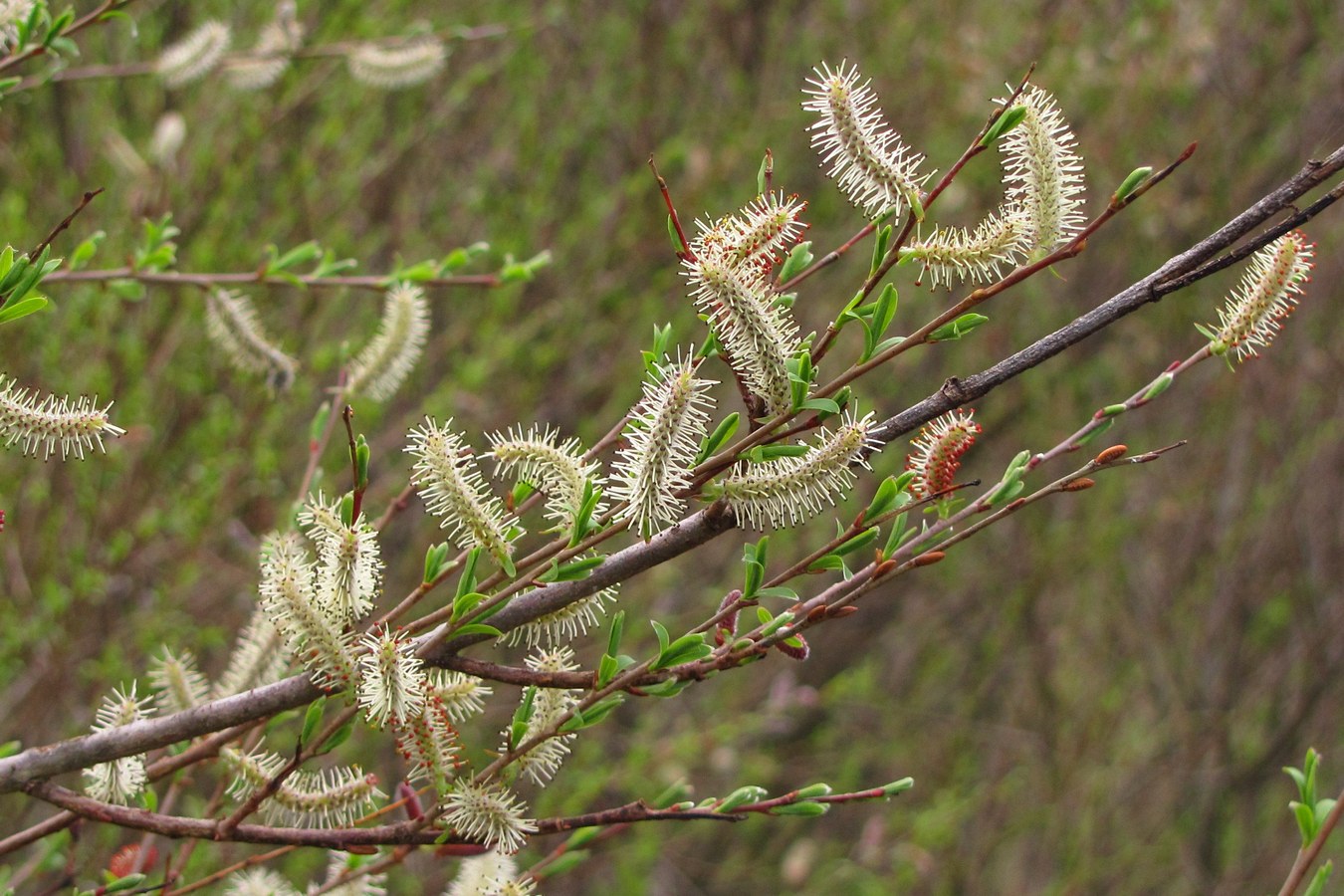 Изображение особи Salix purpurea.