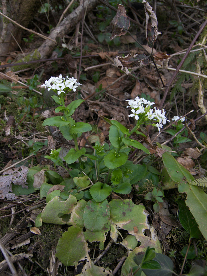 Изображение особи Arabis nordmanniana.