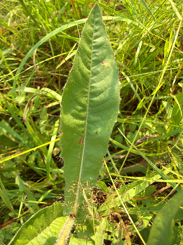 Image of Picris hieracioides specimen.