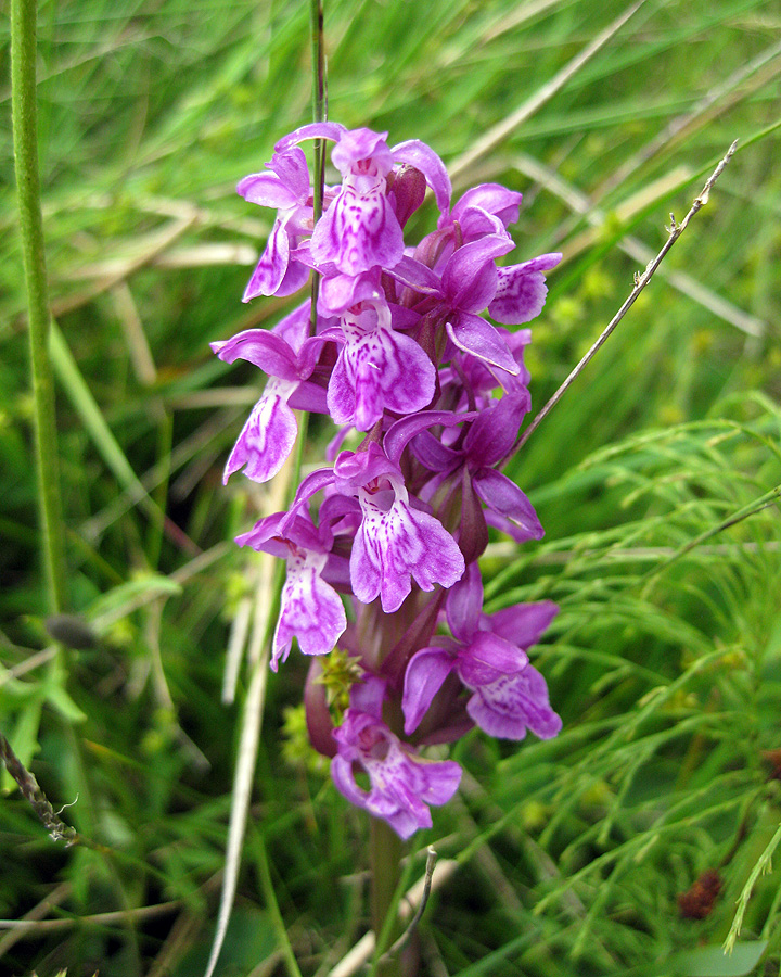 Изображение особи Dactylorhiza majalis.