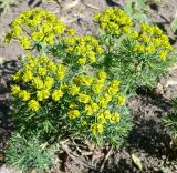 Euphorbia cyparissias