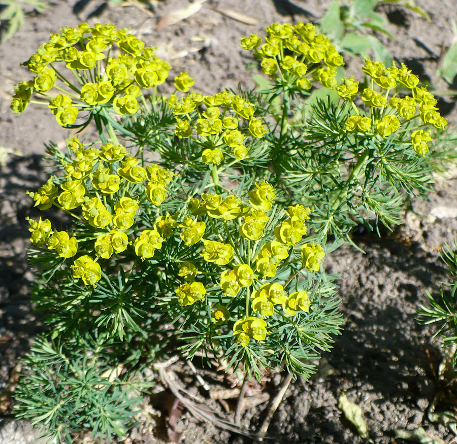 Изображение особи Euphorbia cyparissias.