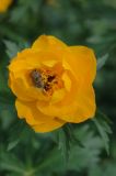 Trollius altaicus