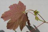 Acer pseudoplatanus. Верхушка двухгодичного сеянца (самосев) с пурпурной окраской обратной стороны развитых листьев и обычной молодых листочков. Германия, г. Кемпен, в лесопосадке. 19.05.2012.