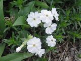 Phlox subulata. Цветущее растение. Владивосток, Ботанический сад-институт ДВО РАН.