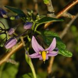 Solanum dulcamara. Цветок. Украина, Донецкая обл., Володарский р-н, заповедник \"Каменные могилы\". 02.06.2012.