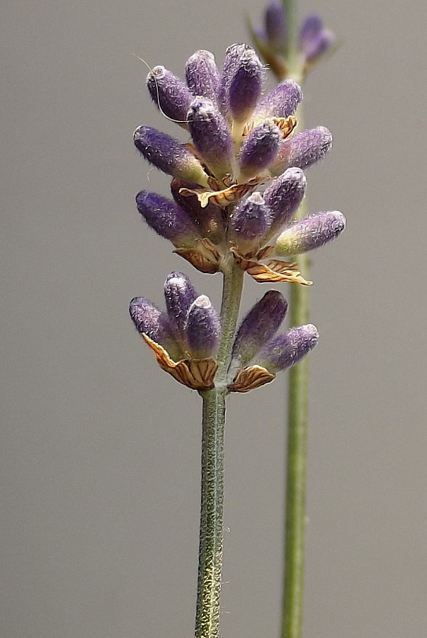 Image of Lavandula angustifolia specimen.