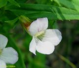 Gratiola officinalis