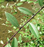 genus Salix