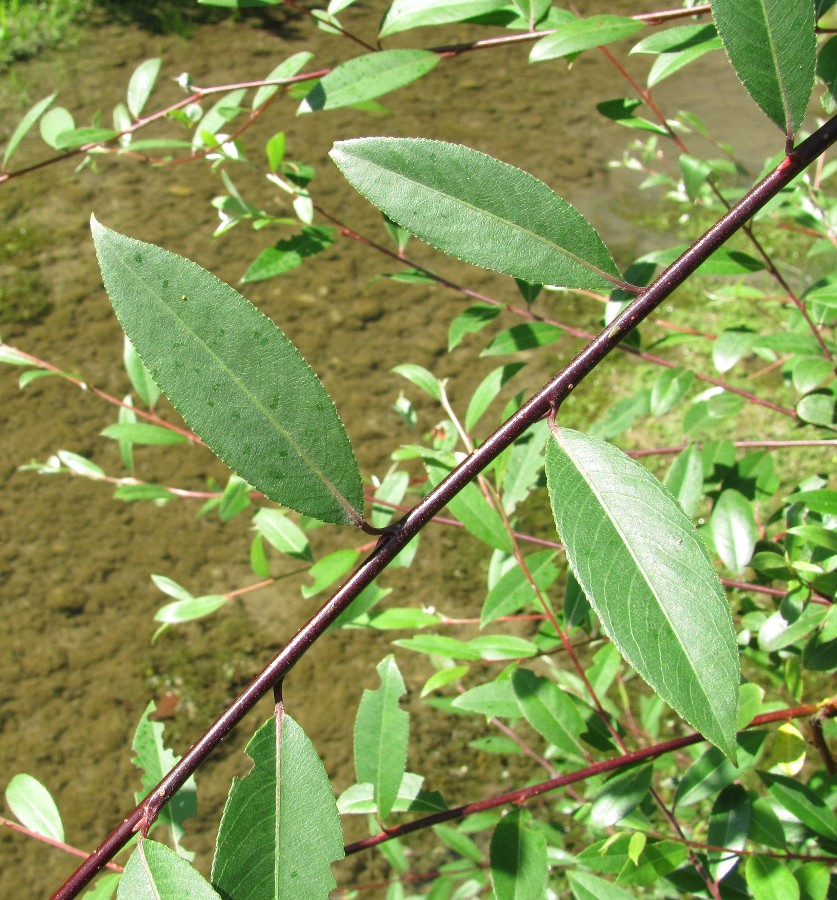 Image of genus Salix specimen.