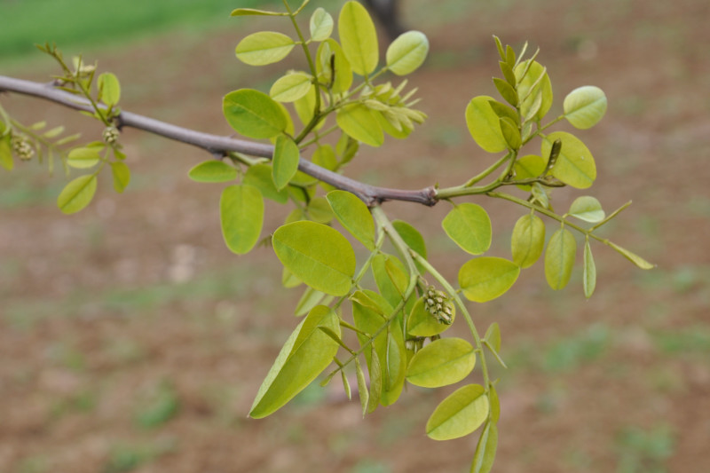 Изображение особи Robinia pseudoacacia.