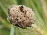 Arctotheca calendula