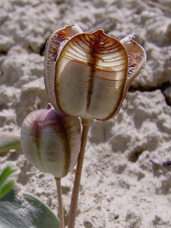 Image of Tulipa biflora specimen.