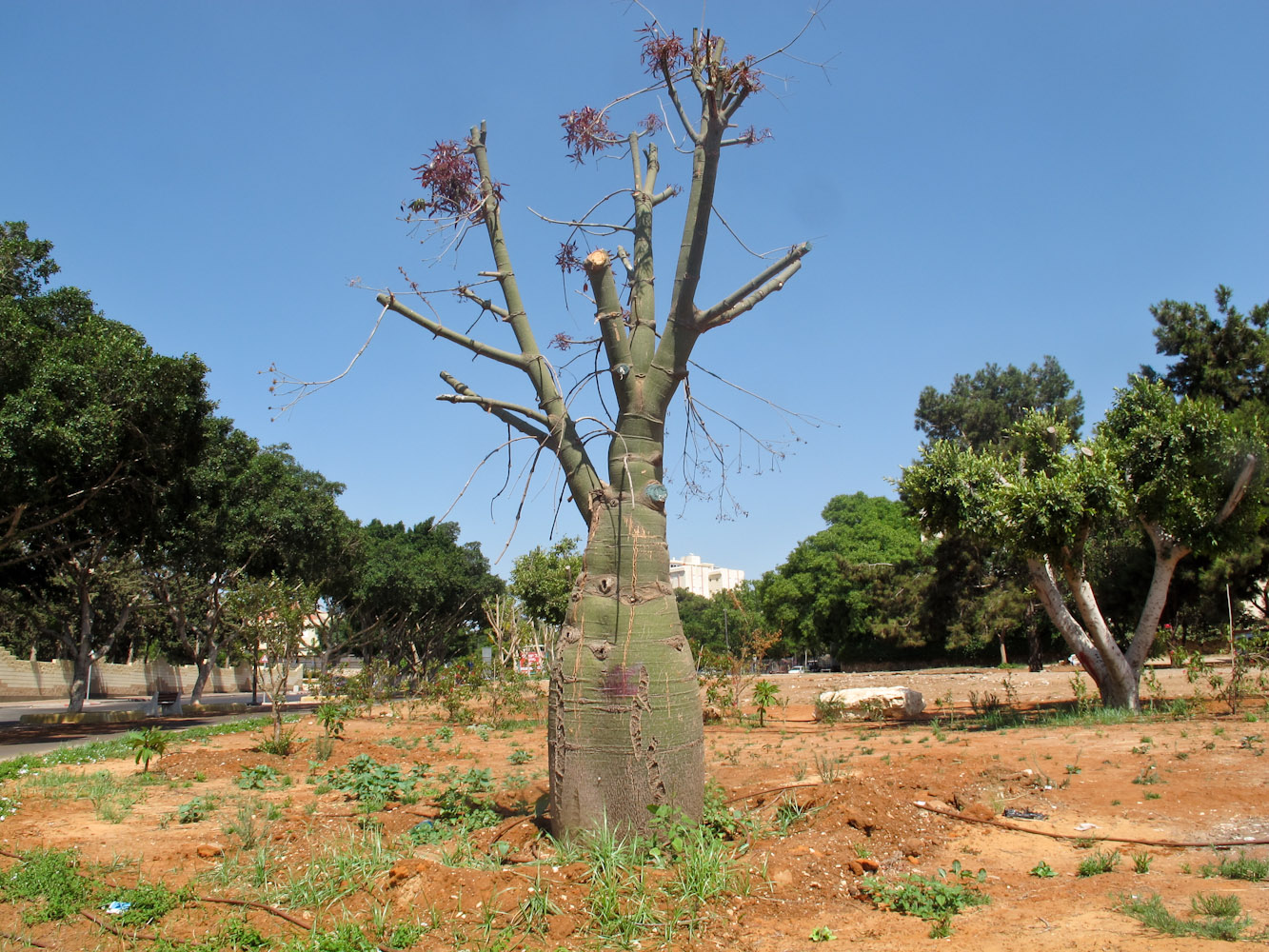 Изображение особи Brachychiton rupestris.