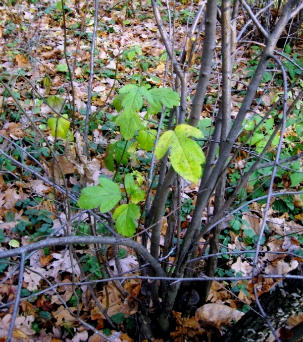 Изображение особи Malus sargentii.