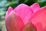 Nelumbo caspica