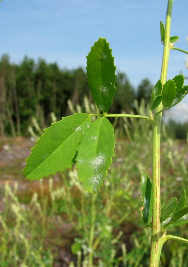 Изображение особи Melilotus albus.